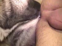 American dude with a small dick is getting fucked by his dog
